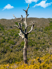 Cork oak dead by drought in the natural park 