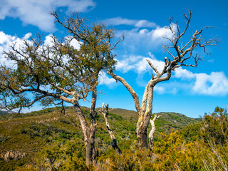 Cork oak dead by drought in the natural park 