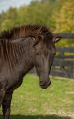 Zorse Equus Zebra x Equue Caballus