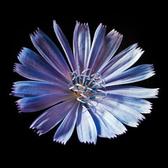 Cichorium intybus flower isolated on a black background.