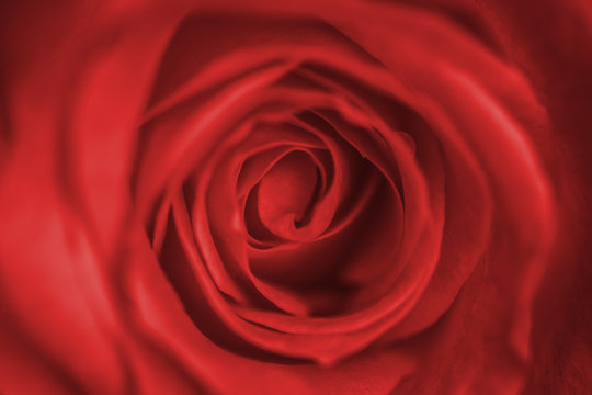 Defocused close up delicate pale red rose bud. Macro image. Fresh beautiful flower as expression of love and respect for postcard and wallpaper