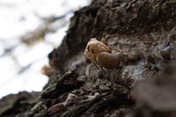 Cicada Molt on Tree