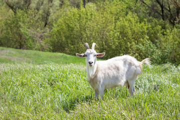 White goat on a green meadow. Walking agriculture.