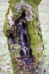 Fruit tree disease black cancer caused by the fungus sphaeropsis malorum peck damages the tree...