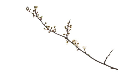 Blooming wild plum tree flowers isolated on white background, with clipping path