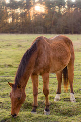 Konie na farmie, koń, osioł, naura, farma, zwierzęta © Pawel