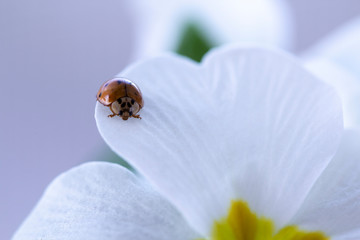 red ladybug on primrose flower, ladybird creeps on stem of plant in spring in garden in summer