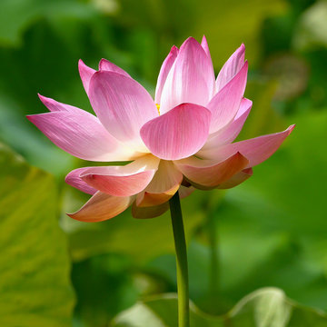 pimk lotus flower 