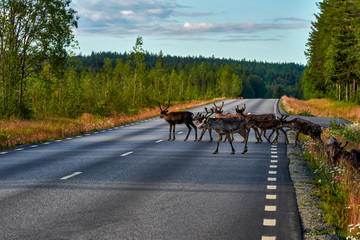 Fototapeta na wymiar Reindeers in natural environment, Trondheim region, Northern Norway