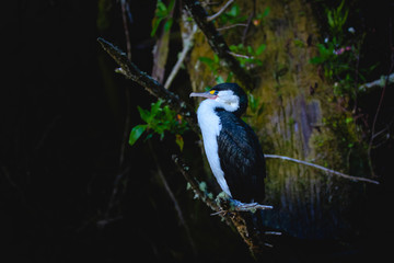 Fototapeta premium Pied Shag, a bird from the cormorant family native to New Zealand, at dusk