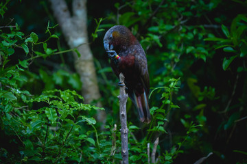 Kākā, a bird from the parrot family native to New Zealand, eating at dusk