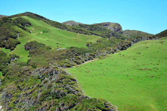 Beautiful New Zealand Landscape With Green Hills And Manuka Trees.