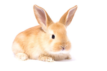 Fototapeta na wymiar little red fluffy rabbit, isolate, Easter bunny