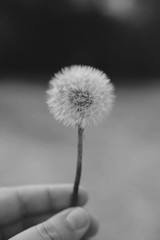 Obraz premium dandelion on black background