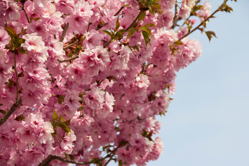 Japanese cherry blossom, or sakura, on light blue-sky background. Beautiful pink flowers in day light. Some sunlit petals are warm shades of white. Side view of branches covered with thick blooming.
