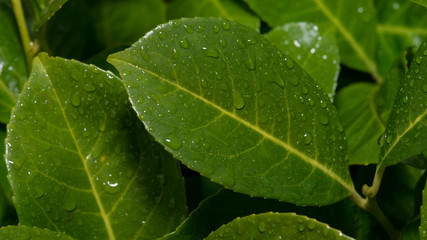 Drops of rain on green leaves