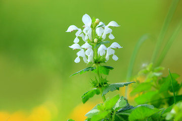 Close up shot of Lupin flowers
