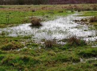 Durchnässte Wiese