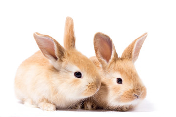 two small fluffy red bunny, isolate, Easter Bunny