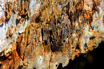 Close up shot of dead wood background