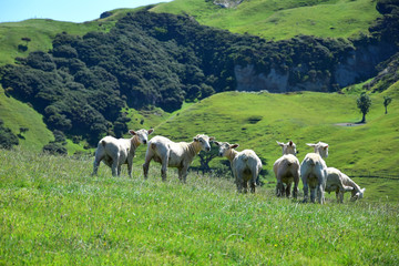 Obraz premium New Zealand landscape with a group of sheep.