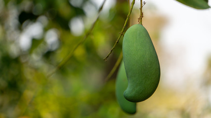 Green raw mango hanging under the mango tree