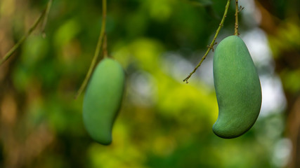 Green raw mango hanging under the mango tree