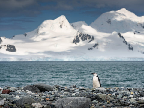alone penguin Adelli walks through stones along water in Antarctica