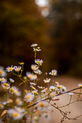 white and yellow flowers on a background