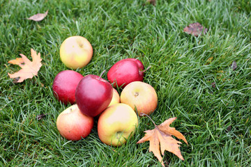 Red and yellow apples lie on the green grass.