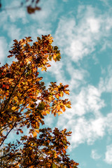 yellow tree in autumn