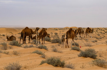 Fototapeta na wymiar Wild camels for a walk in the Sahara desert