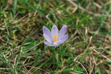 natural spring background with saffron flower
