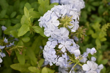 white flowers in garden