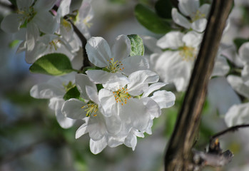 blooming apple tree in spring
