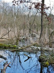 Baumstämme im Moor