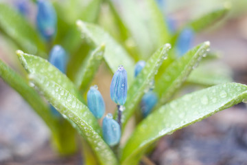 blue snowdrops, the first flower of spring, blue wildflowers in the forest