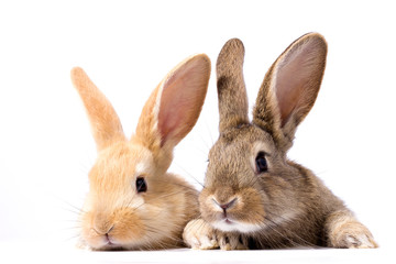 two fluffy bunnies look at the signboard. Isolated on white background Easter Bunny. Red and gray rabbit peeking. Rabbit ears