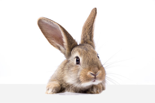gray fluffy rabbit looking at the signboard. Isolated on white background. Easter bunny