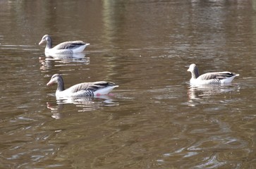 Gänse schwimmen im See