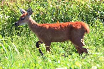 female deer in the Brazilian Pantanal, Mato Grosso do Sul