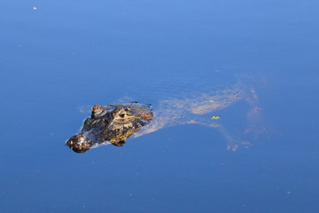 yacare caiman (Caiman yacare) swimming in lake in the Brazilian wetland, mato grosso do sul
