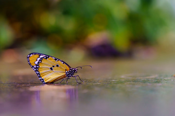 Monarch Butterfly Walking on Wet Surface