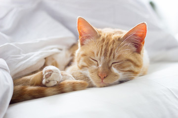 red cat sleeping on a soft white blanket, close-up, cozy concept, cute red cat