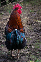 coq