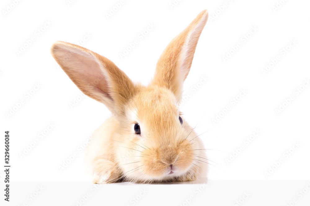 Wall mural Red fluffy rabbit looks at the sign. Isolated on white background. Easter Bunny. red rabbit for advertising