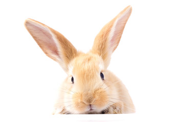 Red fluffy rabbit looks at the sign. Isolated on white background. Easter Bunny. red rabbit for...