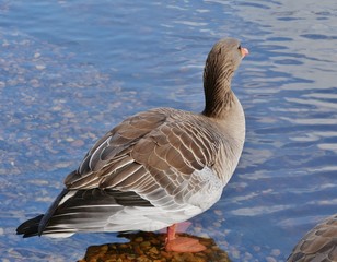 Graugans am See