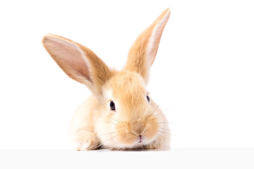 Red fluffy rabbit looks at the sign. Isolated on white background. Easter Bunny. red rabbit for advertising