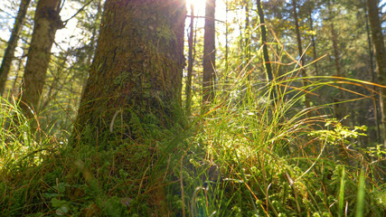 LENS FLARE: Sunrays peer through the canopies and shine on the forest floor.